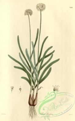 asian_plants-00205 - allium blandum