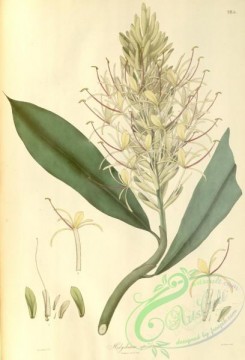 asian_plants-00237 - hedychium speciosum