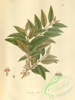 asian_plants-00254 - loranthus vestitus