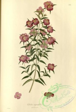 asian_plants-00259 - osbeckia angustifolia