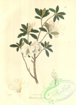 asian_plants-00269 - rhododendrum formosum