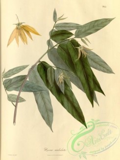 asian_plants-00286 - unona undulata
