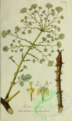 austrian_plants-00001 - aralia spinosa