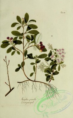 austrian_plants-00043 - mespilus pumila