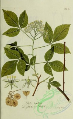 austrian_plants-00045 - ptelea trifoliata