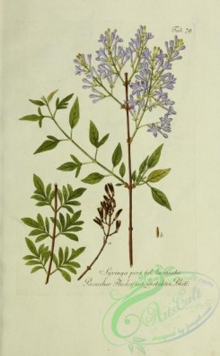 austrian_plants-00057 - syringa persica folius laciniatis