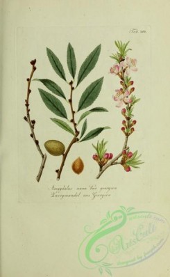 austrian_plants-00068 - amygdalus nana georgica