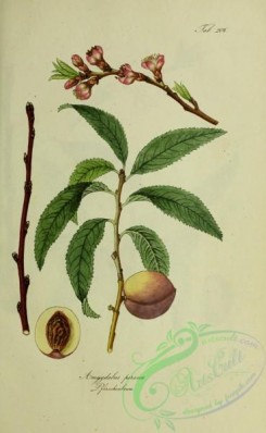 austrian_plants-00070 - amygdalus persica