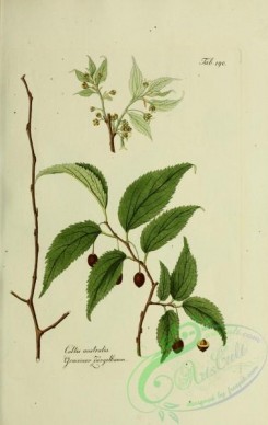 austrian_plants-00072 - celtis australis