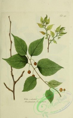 austrian_plants-00073 - celtis occidentalis