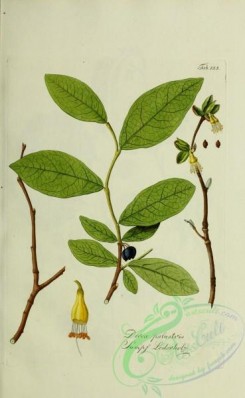 austrian_plants-00075 - dirca palustris