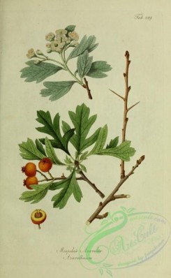 austrian_plants-00078 - mespilus azarolus