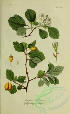 austrian_plants-00079 - mespilus caroliniana