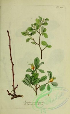 austrian_plants-00085 - mespilus xanthocarpos