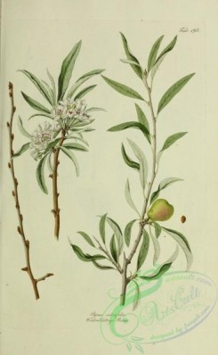 austrian_plants-00103 - pyrus salicifolia