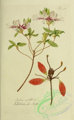 austrian_plants-00124 - azalea nudiflora