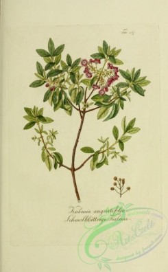 austrian_plants-00139 - kalmia angustifolia