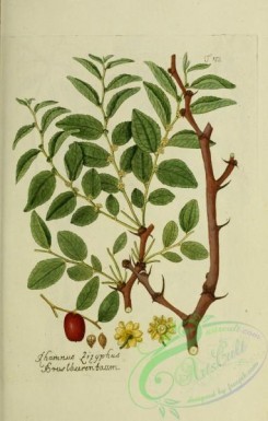 austrian_plants-00156 - rhamnus zizyphus