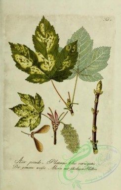 austrian_plants-00188 - acer pseudo-platanus fotiis variegatis
