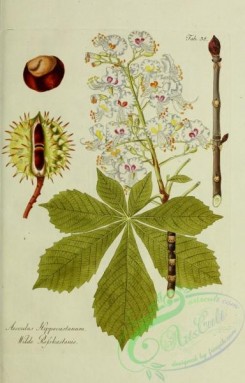 austrian_plants-00198 - aesculus hippocastanum