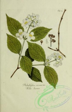 austrian_plants-00225 - philadelphus coronarius