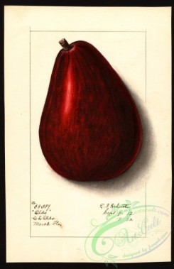 avocado-00011 - 4422-Persea-Olds [2589x4000]