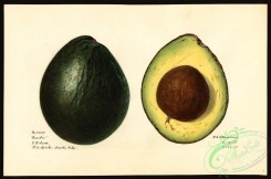 avocado-00033 - 4545-Persea-Carabou [4000x2650]