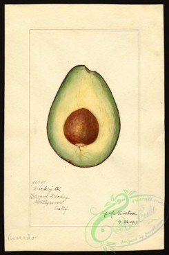 avocado-00046 - 4558-Persea-Dickey A [2665x4000]