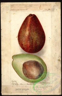 avocado-00053 - 4565-Persea-Family [2603x4000]