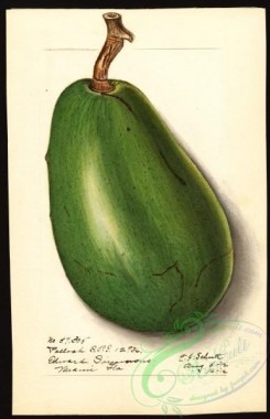 avocado-00070 - 4582-Persea-Pollock [2581x4000]