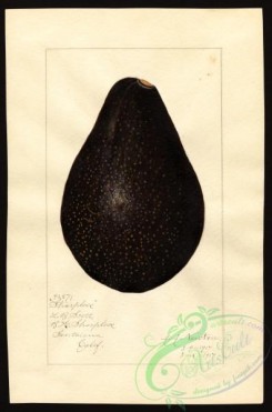 avocado-00075 - 4587-Persea-Sharpless [2642x4000]