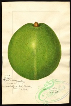 avocado-00090 - 4602-Persea-Trapp [2659x4000]