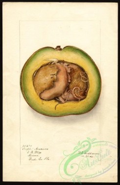 avocado-00092 - 4604-Persea-Trapp [2617x4000]