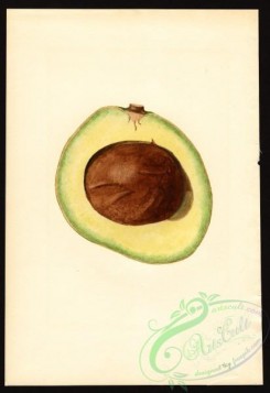 avocado-00102 - 4614-Persea-Winslowson [2747x4000]