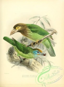 barbets-00011 - Brown-headed Barbet, Yellow-fronted Barbet