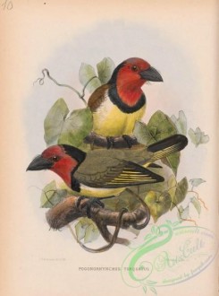 barbets-00080 - pogonorhynchus torquatus