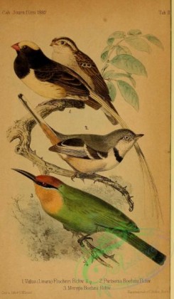 bee_eaters-00033 - Straw-tailed Whydah, vidua fischeri, Straw-tailed Whydah, linura fischeri, Banded Warbler, parisoma boehmi, Boehm's Bee-eater, merops boehmi