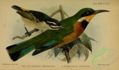 bee_eaters-00036 - Cinnamon-chested Bee-eater, melittophagus oreobates, barbatula jacksoni