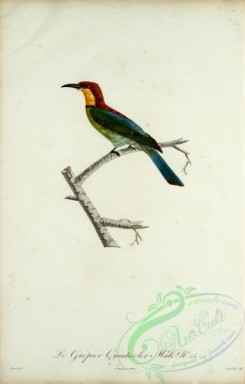 bee_eaters-00048 - Bee-eater, 16