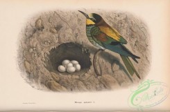 bee_eaters-00068 - European Bee-eater, merops apiaster