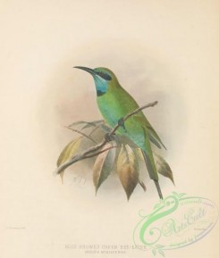 bee_eaters-00077 - Blue browed Green Bee-eater, merops muscatensis