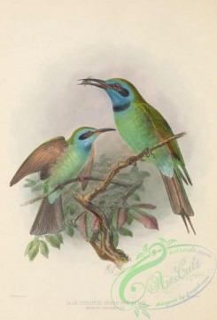 bee_eaters-00080 - Blue Throated Green Bee-eater, merops cyanophrys