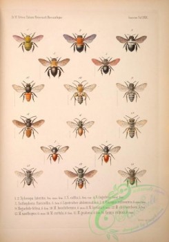 bees-00075 - 030-xylocopa, anthophora, lipotriches, euaspis, megachle, nomia