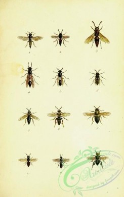 bees-00178 - 076-palarus, nysson, odynerus, eumenes, epipone, colletes, nomia, eucera, epeolus, ceratina, euglossa
