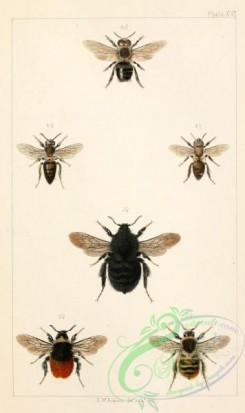 bees-00198 - 016-bombus, apis