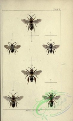 bees-00203 - 005-cilissa, macropis, dasypoda