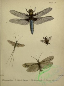 bees-00252 - ephemera, libellula, phryganea, andrena