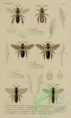 bees-00291 - 012-dasypoda, andrena, halictus
