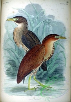 best_birds-00038 - Ardea goisagi Fauna Japonica [851x1209]