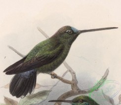 best_birds-00119 - Doryfera ludovicae 1902 [1720x1492]